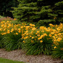 HEMEROCALLIS - STELLA D'ORO