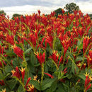 SPIGELIA - MARILANDICA