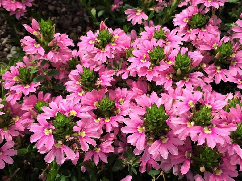 SCAEVOLA BOMBAY - PINK