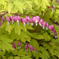DICENTRA - GOLD HEART