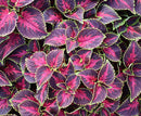 COLEUS - MAIN STREET ORCHARD ROAD