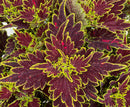COLEUS - MAIN STREET BOURBON STREET