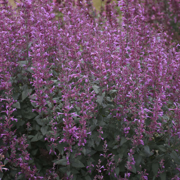 AGASTACHE - MEANT TO BEE ROYAL RASPBERRY