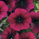 PETUNIA EASY WAVE - PURPLE
