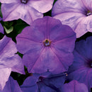 PETUNIA EASY WAVE - BLUE