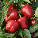 INDIVIDUAL SWEET PEPPERS - SNACKABELLE RED