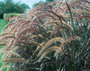 GRASS - RUBRUM PURPLE FOUNTAIN
