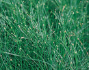 GRASS - ISOLEP FIBER OPTIC