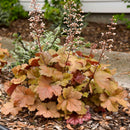 HEUCHERA - TOFFEE TART