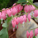 DICENTRA SPECTABILIS-PINK