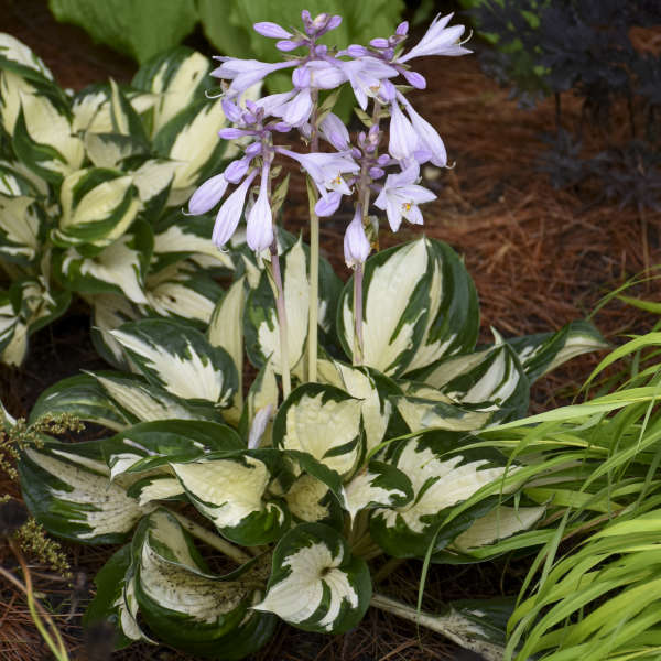 HOSTA - FIRE AND ICE
