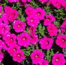 PETUNIA DURABLOOM - HOT PINK