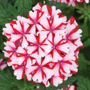 VERBENA LANAI - CANDY CANE