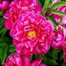 PAEONIA - LACTIFLORA KARL ROSENFIELD (PEONY)