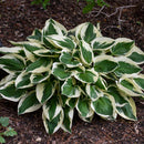 HOSTA - PATRIOT