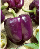 INDIVIDUAL SWEET PEPPERS - PURPLE BEAUTY