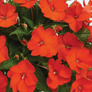 SUNPATIENS COMPACT - ELECTRIC ORANGE