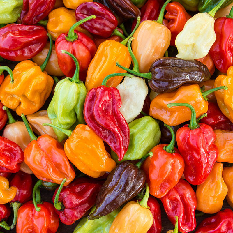 INDIVIDUAL HOT PEPPERS - HABENERO