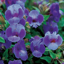 TORENIA - SUMMER WAVE LARGE BLUE