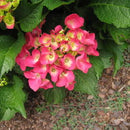 HYDRANGEA - CITY LINE PARIS