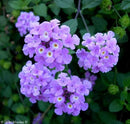 LANTANA BLUE BIRD