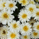 LEUCANTHEMUM - ICE CREAM DREAM