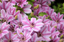 CLEMATIS - NELLY MOSER