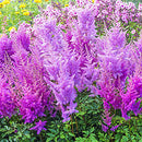 ASTILBE - ARENDSII NEMO