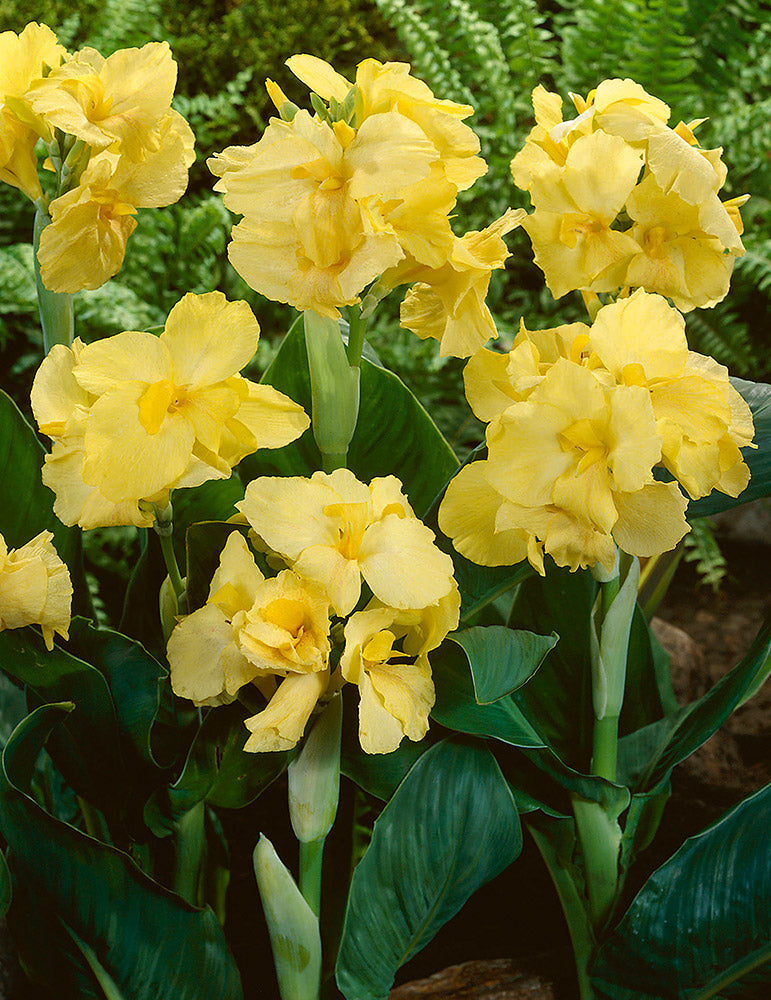 TROPICAL BENCH - CANNA - YELLOW
