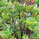 COLOCASIA - TEACUP