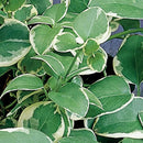 ACCENTS - VARIEGATED VINCA