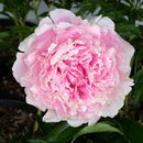 PAEONIA - SARAH BERNHARDT (PEONY)