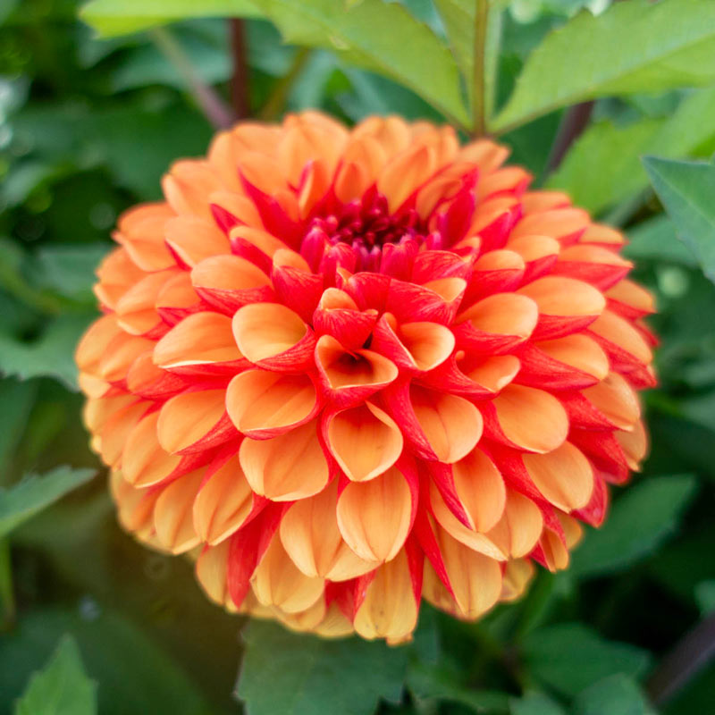 ONE GALLON DAHLIA - SUNSET