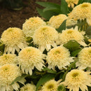 ECHINACEA - DBL CODED BUTTER PECAN