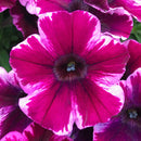 PETUNIA - ULTRA VIOLET