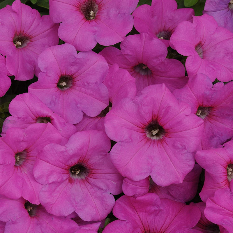 PETUNIA EASY WAVE - NEON ROSE