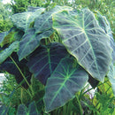 COLOCASIA - ILLUSTRIS