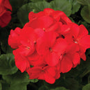 SEED GERANIUMS - DEEP RED