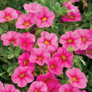 CALIBRACHOA SUPERBELLS - PINK
