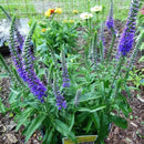 VERONICA - VERNIQUE PINK