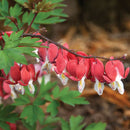 SPECTABILIS VALENTINE