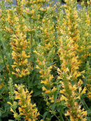 AGASTACHE - YELLOW