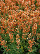 AGASTACHE - ORANGE