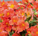 ALSTROEMERIA KATE