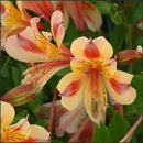 ALSTROEMERIA ARIANE