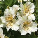 ALSTROEMERIA CLAIRE