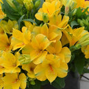 ALSTROEMERIA LISA