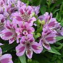 ALSTROEMERIA MULAN