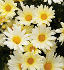 ARGYATHERUM - BUTTERFLY DAISY