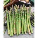 ASPARAGUS MARY WASHINGTON SEED